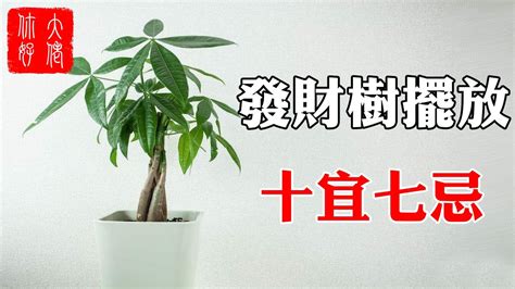 發財樹開花風水 八卦 讀音